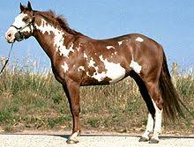 They can be very similar in coloration, however the dun dilution gene will always display primitive markings and a dorsal stripe. American Paint Horse Wikipedia