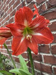 Image result for Hippeastrum