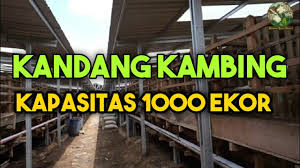 Definisi/arti kata 'politik' di kamus besar bahasa indonesia (kbbi) adalah n 1 (pengetahuan) mengenai ketatanegaraan atau kenegaraan (seperti tentang sistem pem Kandang Kambing Kapasitas 1000 Ekor Hemat Dan Kokoh Youtube