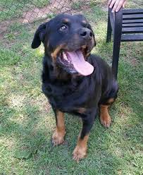 This map shows how many rottweiler rescue groups are in each state. Rottweiler Dog For Adoption In Temple Ga Adn 570996 On Puppyfinder Com Gender Male Age Senior Rottweiler Dog Dog Adoption Rottweiler