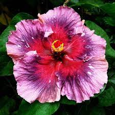 Pin On Flowers Nature