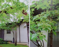 アズキナシ 5月 6月に白い小花が咲き 秋に赤く色づく赤い実はアズキのよう 秋には葉が黄色くなる 日向 半日陰を好む 耐寒性が強い 植物 種類 アズキナシ 庭