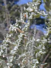 Image result for Atriplex