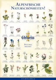 Edelweiss Bier With A Wink To Protected Alpen Flowers Edelweiss Bier Flowers