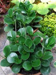 Peperomia Obtusifolia Baby Rubber Plant World Of Succulents Peperomia Plant Plants Indoor Shade Plants