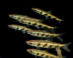 2016 г., 02:27 пецилобрикон полосатый (nannostomus espei). 76 Tiere Fisch Meine Kleinen Freundchen Ideen Aquarium Fische Tiere