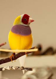 Bird With Red Head And White Chest Pin On Birds