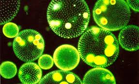 Learn how to use past continuous/progressive through a short story in this video. Una De Fitoplancton Por Favor Grazia Microscopic Cells Photo Texture Chlorophyll