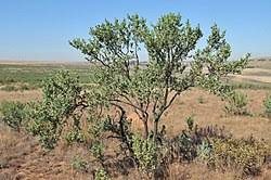 Image result for Lopholaena dolichopappa