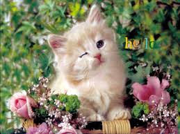 Https Encrypted Tbn0 Gstatic Com Images Q Tbn And9gcquqfrohfho7vnoe2d Z7cfnshcrxogtbh2yq Usqp Cau