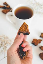 Chaga mushroom boasts some impressive health benefits, and can make a great latte to boot! Chaga Tea Why Chaga Is The King Of Medicinal Mushrooms