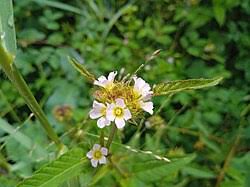 Image result for Melochia melissifolia