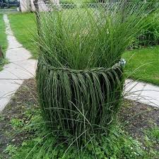 Gras Im Winter Dekorativ Zusammenbinden Flechten Oder Mit Draht Zu Zipfelmutzen Binden Schutz Deko Ogrod Garden Landscaping Ornamental Grasses Und