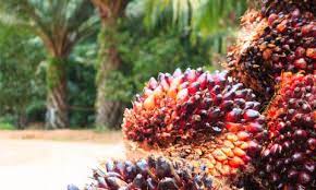Hasil Perkebunan Di Indonesia Pertanian Modern
