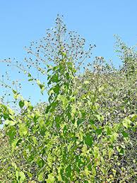 Image result for Wissadula