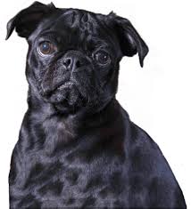 Open 7 days a week at several of our locations! Expert Veterinary Care In Memphis The Pet Hospitals