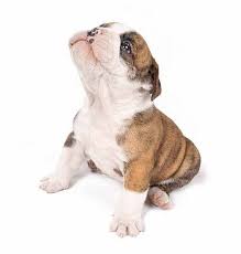 Female dog names can be hard to choose from. Cute Girl Dog Names Beginning With S