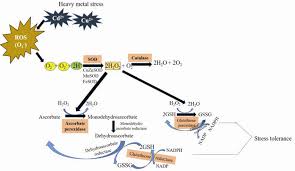 Flow Chart Showing Mechanism Of Important Antioxidant