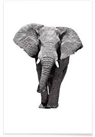 A big appetite to feed our resident elephants, disney's animal kingdom park grows its own willow and banana plants, as well as a special elephant grass hungry pachyderms consume at a rate of 1,000 pounds (454 kg) a day. African Elephant Poster Juniqe