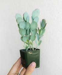 Kalanchoe Panamensis With Images Tall Succulents Plants Planting Succulents