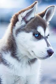 Image result for Dog Photo