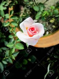 Posted by admin posted on december 26, 2019 with no comments. Flower Wallpaper Rose White Rose Pink Rose Stock Photo Picture And Royalty Free Image Image 85009487