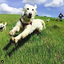 Maybe you would like to learn more about one of these? Best Dog Boot Camp Near Me July 2021 Find Nearby Dog Boot Camp Reviews Yelp