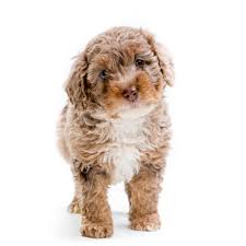 Our aussiedoodle puppies are raised in our home, and not a kennel. Petland Florida