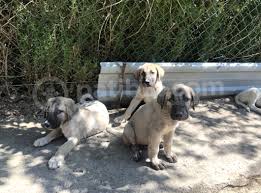 Kangal Yavrulari Patibul Com