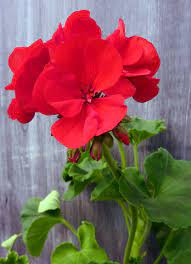 Pin On Flowers Gardens Inspiration