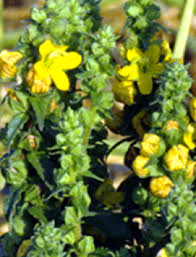 Image result for Alectra vogelii