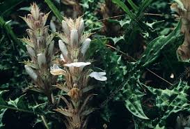 Image result for Acanthus montanus