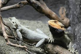 Most owners call their bearded dragons 'beardies' and 'dragon pets'. Bearded Dragon Mating Behavior Rituals Seasons