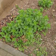 Image result for Urtica urens