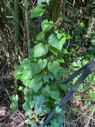 Image result for Tinospora orophila