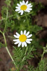 Image result for Grangea anthemoides