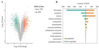 Image result for Heteromorpha involucrata