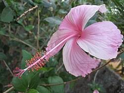 Image result for Hibiscus malacospermus