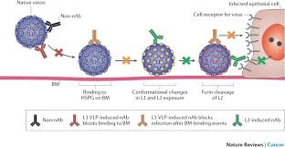 Most people never know that they have been infected and may if you look at the curve, what it shows is that if you wait six months, you've gotten rid of half your worry, schiffman said. Opportunities And Challenges For Human Papillomavirus Vaccination In Cancer Nature Reviews Cancer