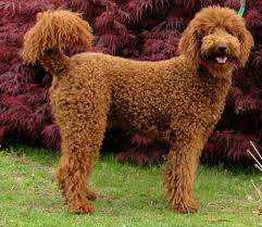 The poodle breed shows a variety of different colors but the parti coloration is truly unique. Poodle Australian Dog Lover