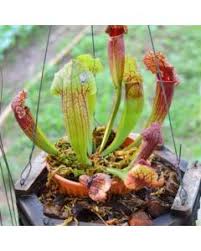 Aménager son 1er terrarium serpent, tuto viridis design construire un terrarium pour serpent, comment aménager un terrarium pour serpent des blés, aménager un terrarium serpent pat loeil du celte, faire un terrarium planté ultra simple toopet, comment aménager son terrarium, le meilleur. Plantes Carnivores Pour L Interieur Jardiland