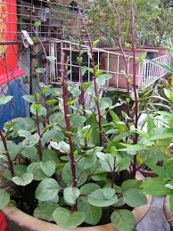 Image result for Basellaceae