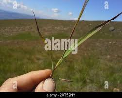 Image result for Monocymbium