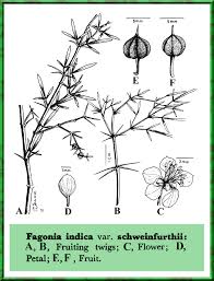 Image result for Fagonia isotricha