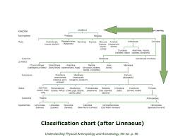 Class Slides Set 12a Introduction To Primates Tim Roufs