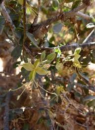 Image result for Cadaba farinosa