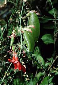 Image result for Lessertia pauciflora