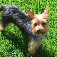 Image result for yorkshire haircut