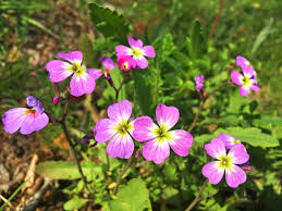 Image result for Malcolmia maritima