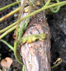 Image result for Cassytha filiformis